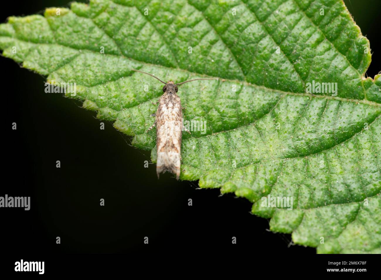 Pipe moth,  Eucosma campoliliana, Satara, Maharashtra, India Stock Photo