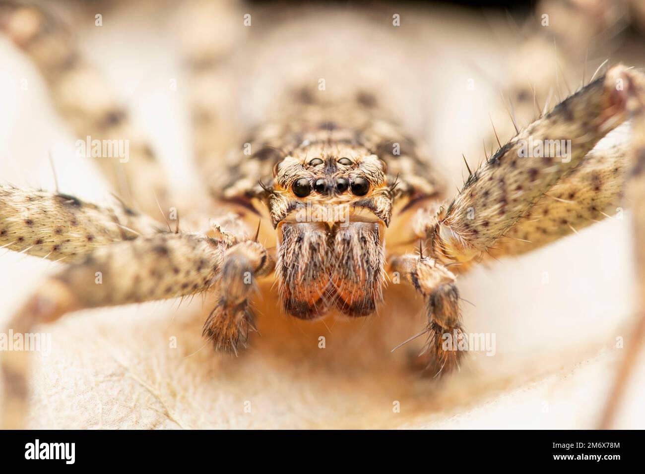 Eyes closeup of Huntsman spider,  Heteropoda jugulans, Satara, Maharashtra, India Stock Photo
