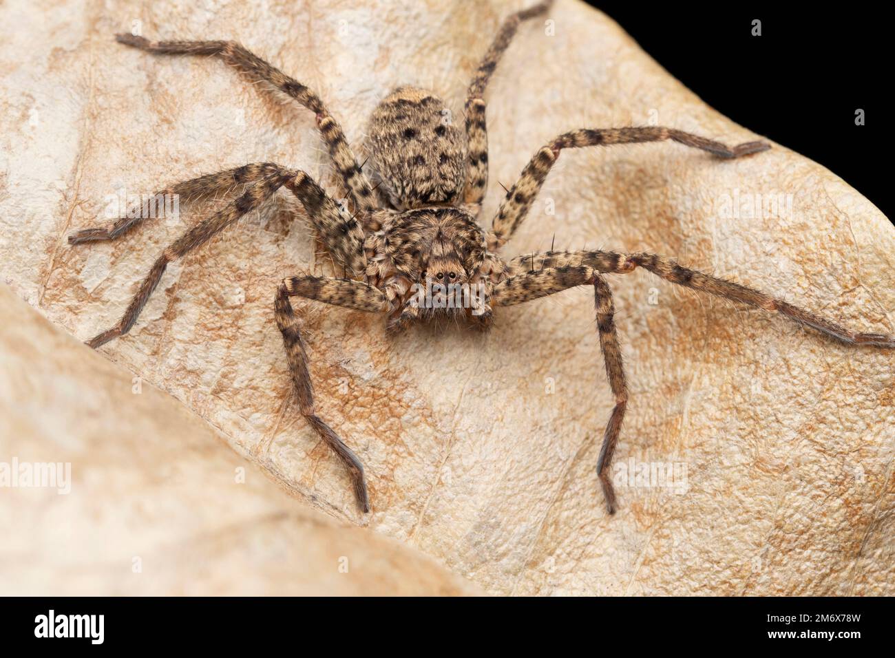Huntsman spider,  Heteropoda jugulans, Satara, Maharashtra, India Stock Photo
