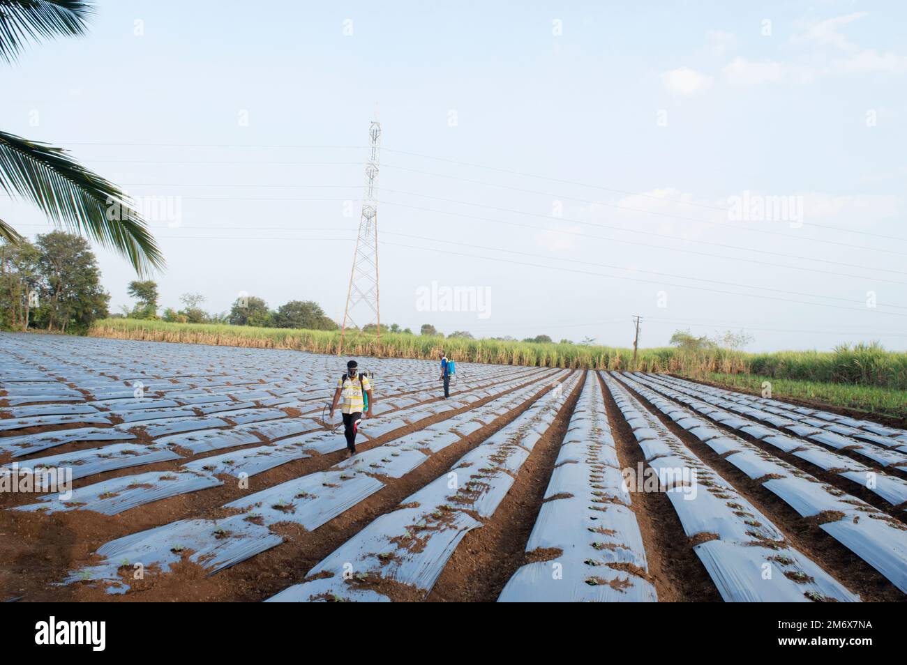 Watermelon farm, Kale , Karad , Maharashtra , India Stock Photo