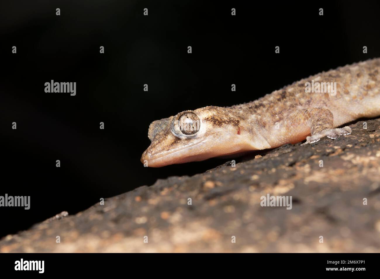 Murray's House Gecko, Hemidactylus murrayi, Gekkonidae Stock Photo