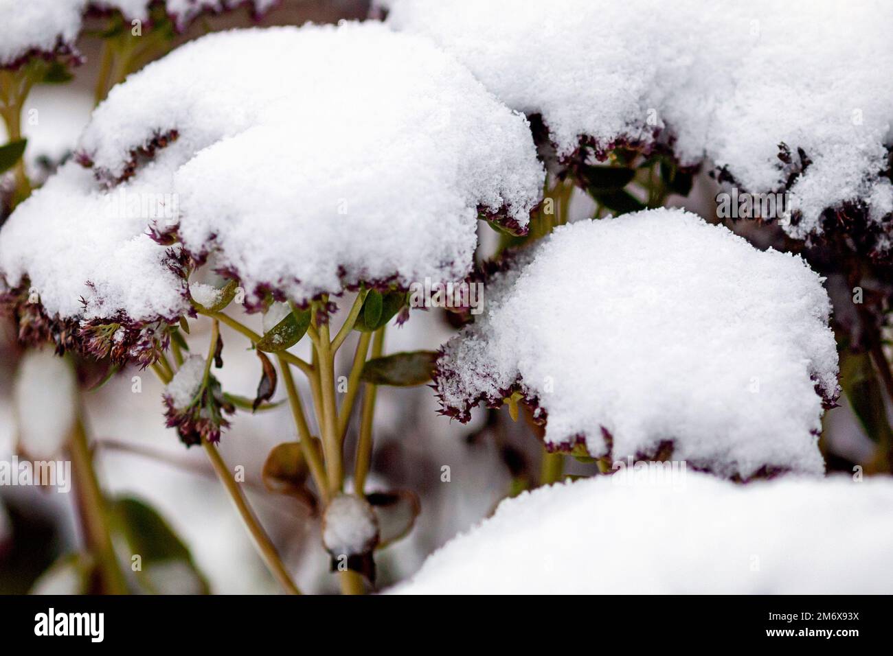 Plant covered with snow, Sedum spectabile under snow Stock Photo