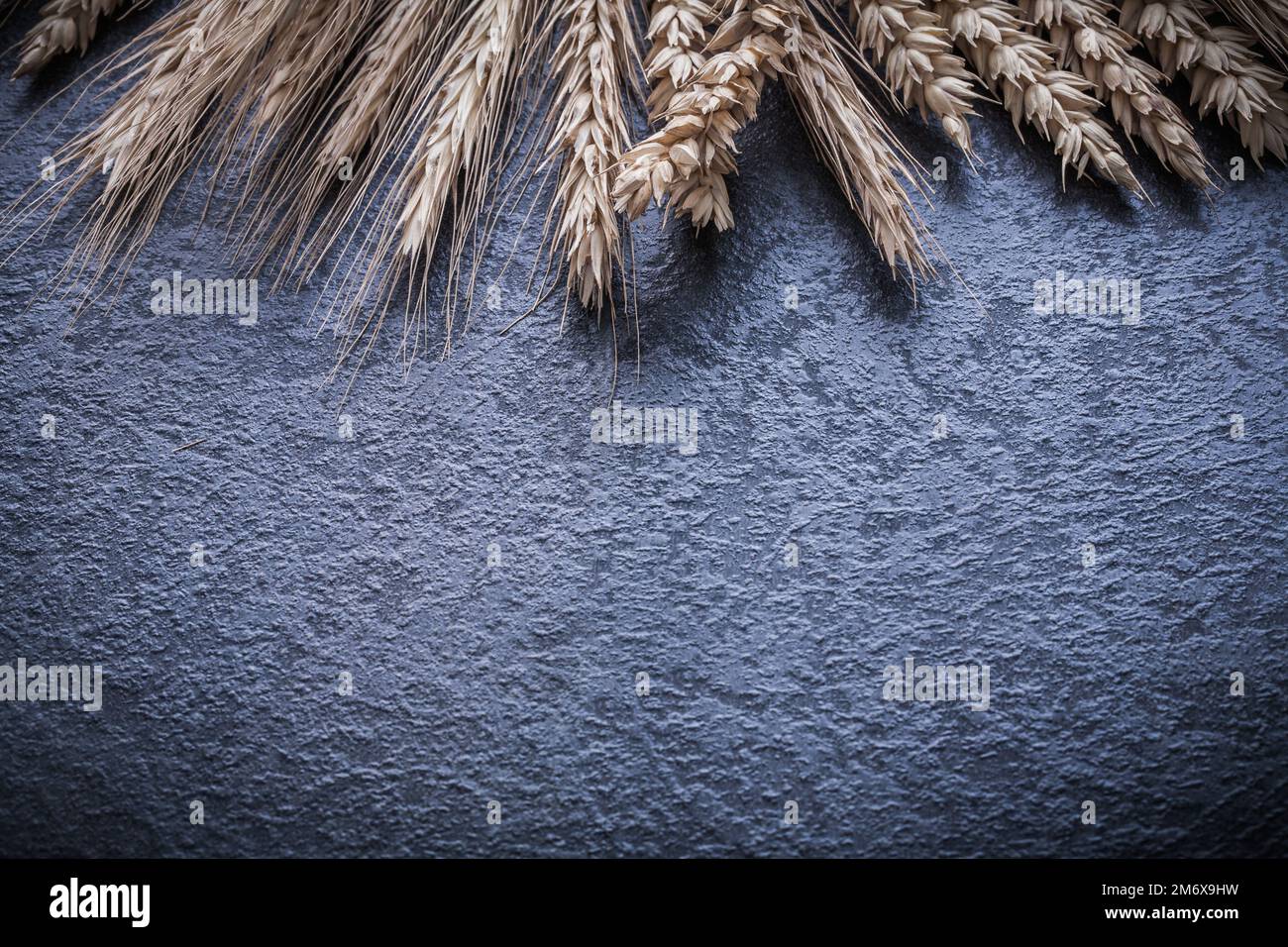 Bunch of golden wheat and rye ears on black background Stock Photo - Alamy