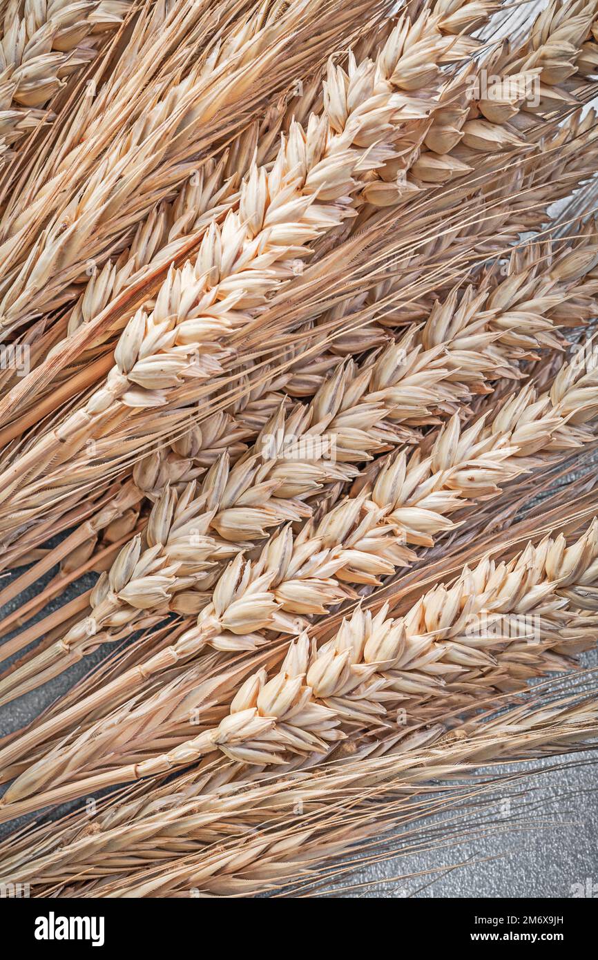 Ripe Rye Color Vertical image shot ripe hi-res stock photography and images - Alamy
