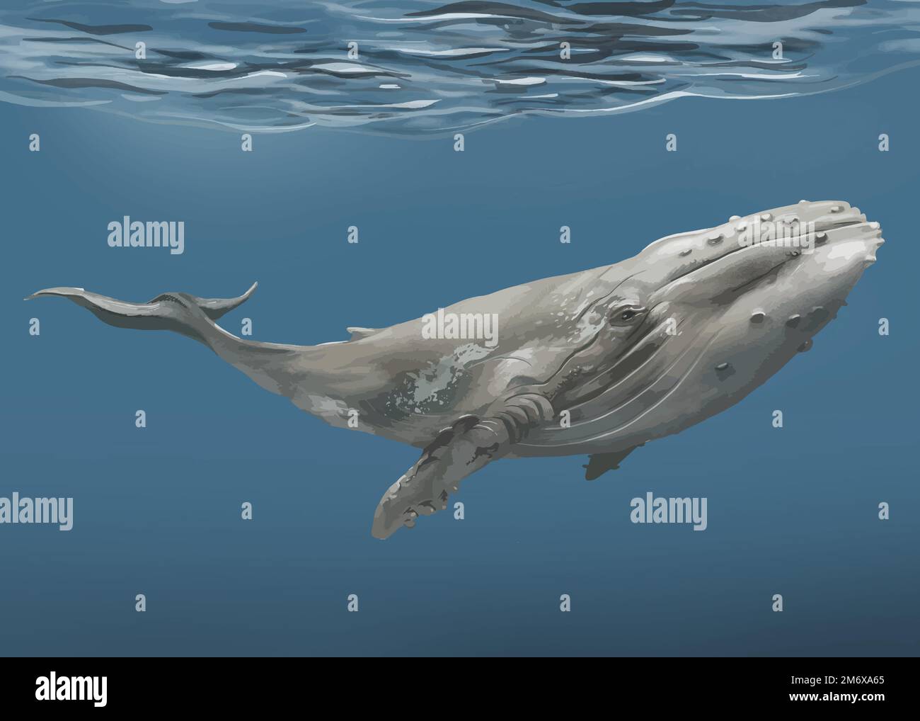 Whale under the sea vector Stock Vector Image & Art - Alamy