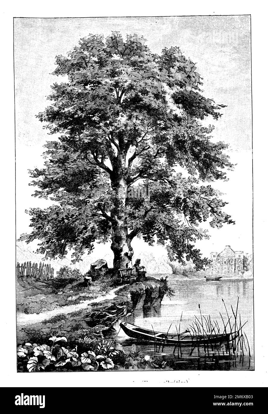 beech, Fagus sylvatica,  (botany book, 1898), Buche, hêtre Stock Photo