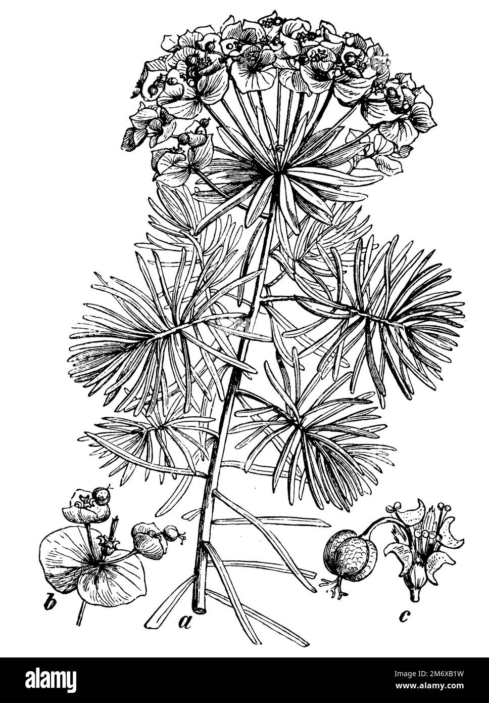 Cypress Spurge, a plant with flowers, b inflorescence with bracts, c flower, Euphorbia cyparissias,  (botany book, 1898), Zypressen-Wolfsmilch, a Pflanze mit Blüten, b Blütenstand mit Deckblättern, c Blüte, Euphorbe petit-cyprès, a plante avec fleurs, b inflorescence avec bractées, c fleur Stock Photo