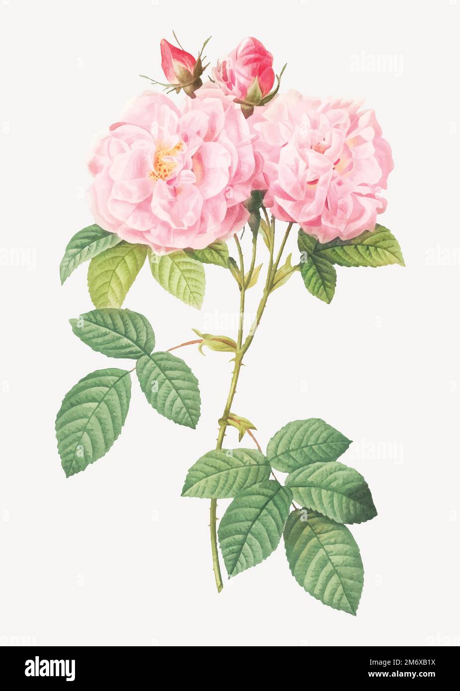 Vintage Italian damask rose vector Stock Vector Image & Art Alamy