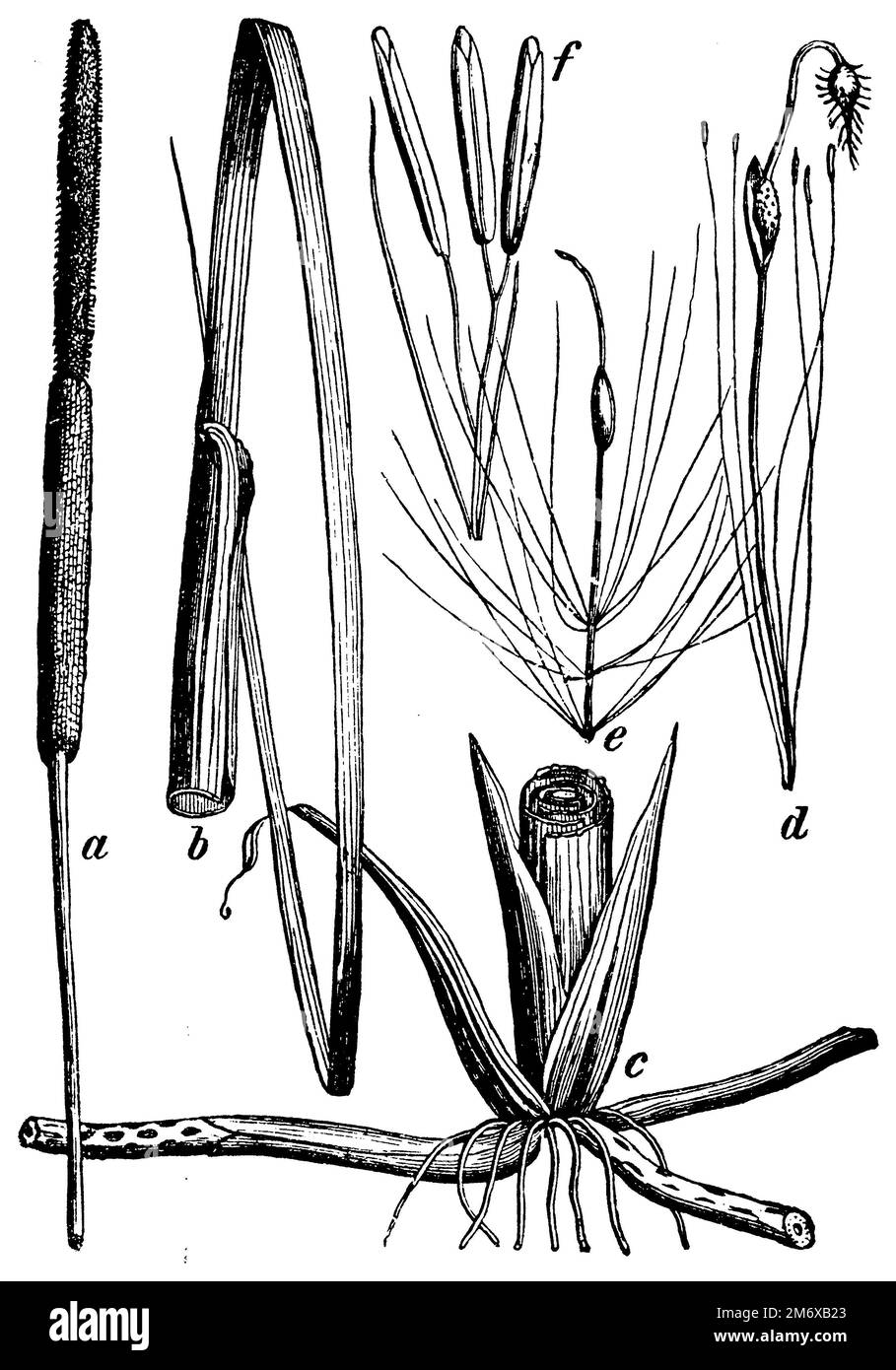 bulrush, Typha latifolia,  (botany book, 1898), Breitblättriger Rohrkolben, Massette à larges feuilles Stock Photo