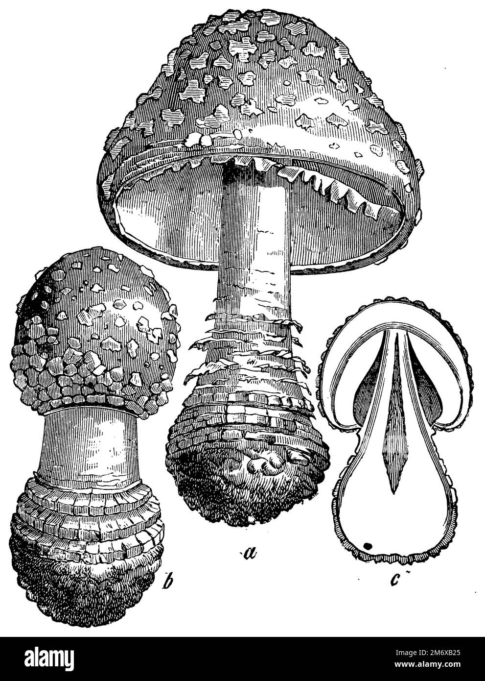 fly agaric or fly amanita, Amanita muscaria,  (botany book, 1898), Fliegenpilz, Amanite tue-mouches ou fausse oronge Stock Photo