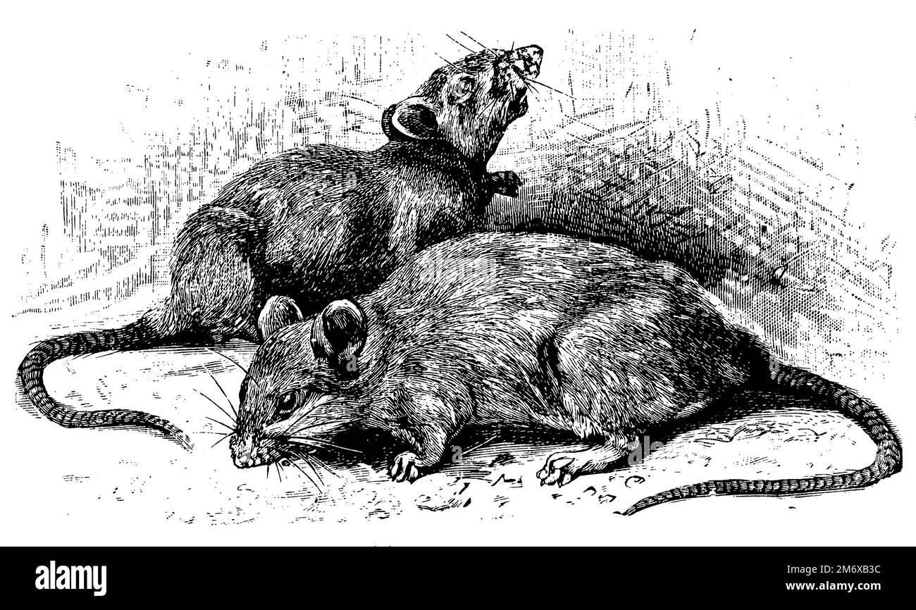 brown rat, Rattus norvegicus,  (encyclopedia, 1891), Wanderratte, rat brun Stock Photo