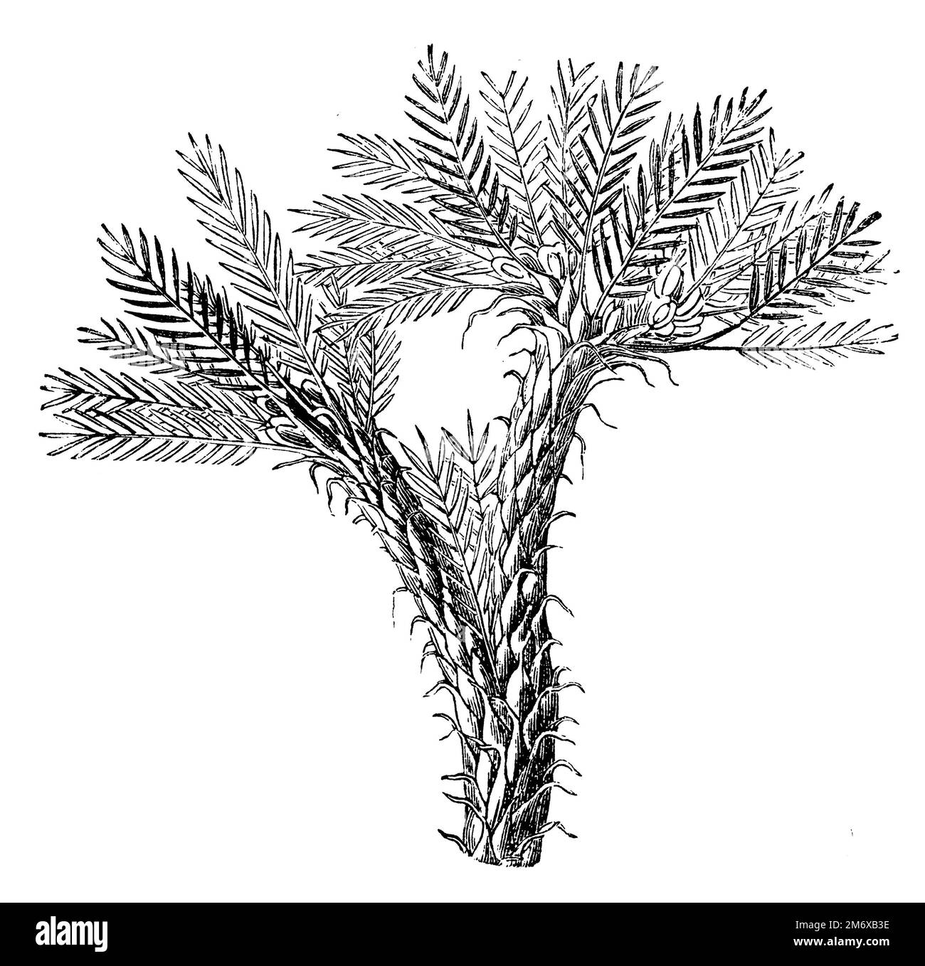 tragacanth, gum tragacanth milkvetch, Astragalus gummifer,  (encyclopedia, 1891), Astragalus gummifer, Traganthpflanze, gomme adragante Stock Photo