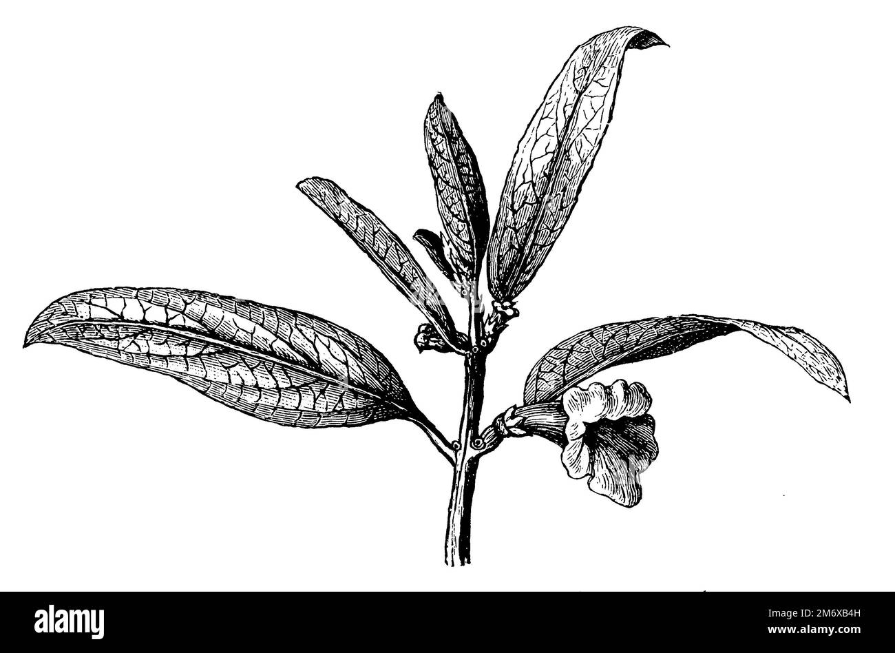 sesame, Sesamum indicum Syn. Sesamum orientale, (encyclopedia, 1891