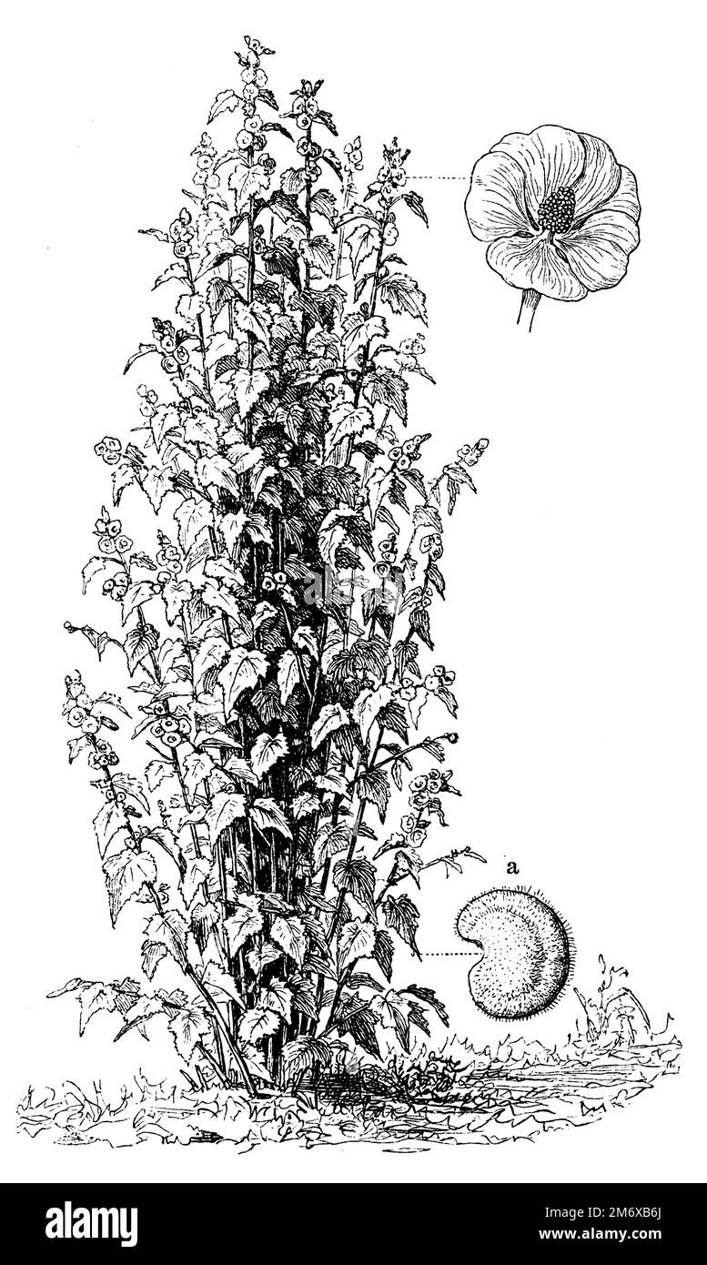 common marshmallow, Althaea officinalis,  (encyclopedia, 1885), Echter Eibisch, Guimauve officinale Stock Photo