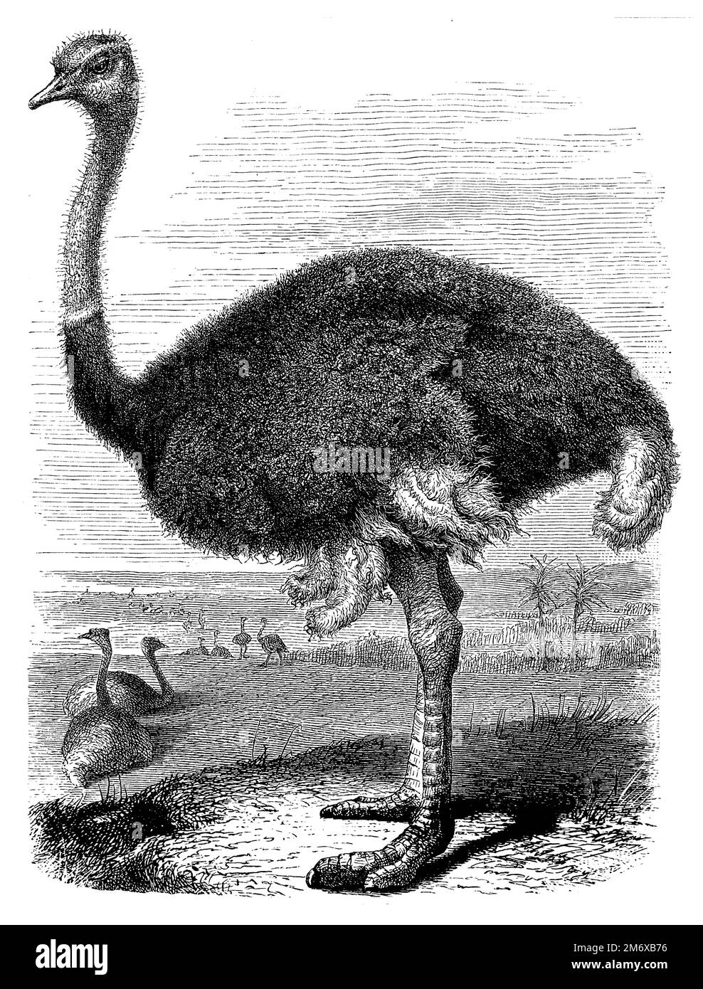 ostrich or common ostrich, Struthio camelus, (encyclopedia, 1889 ...