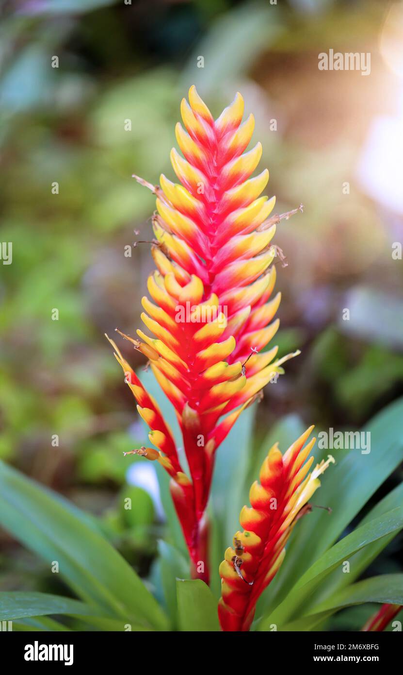 Flower of the Inflated Vriesea, also called flaming sword. Stock Photo