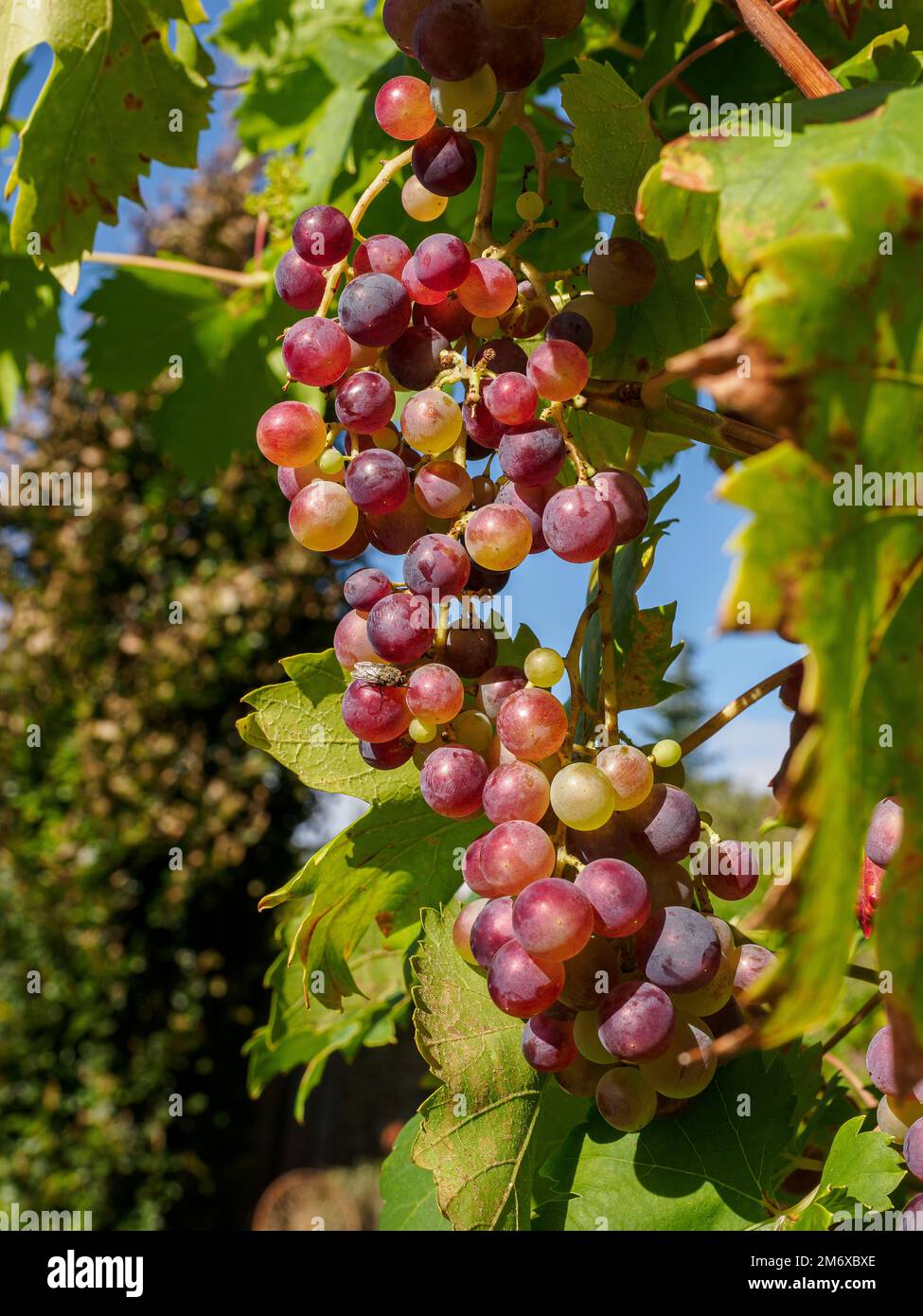 Grapes in the garden Stock Photo - Alamy