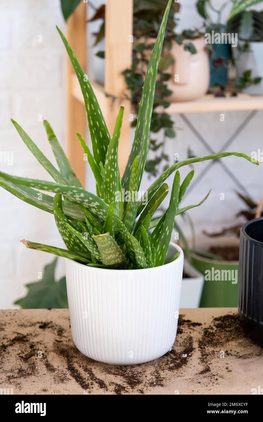 Indoor medicinal plant Aloe Vera after transplanting into a new soil and pot. Hobbies, growing and caring for home plants Stock Photo