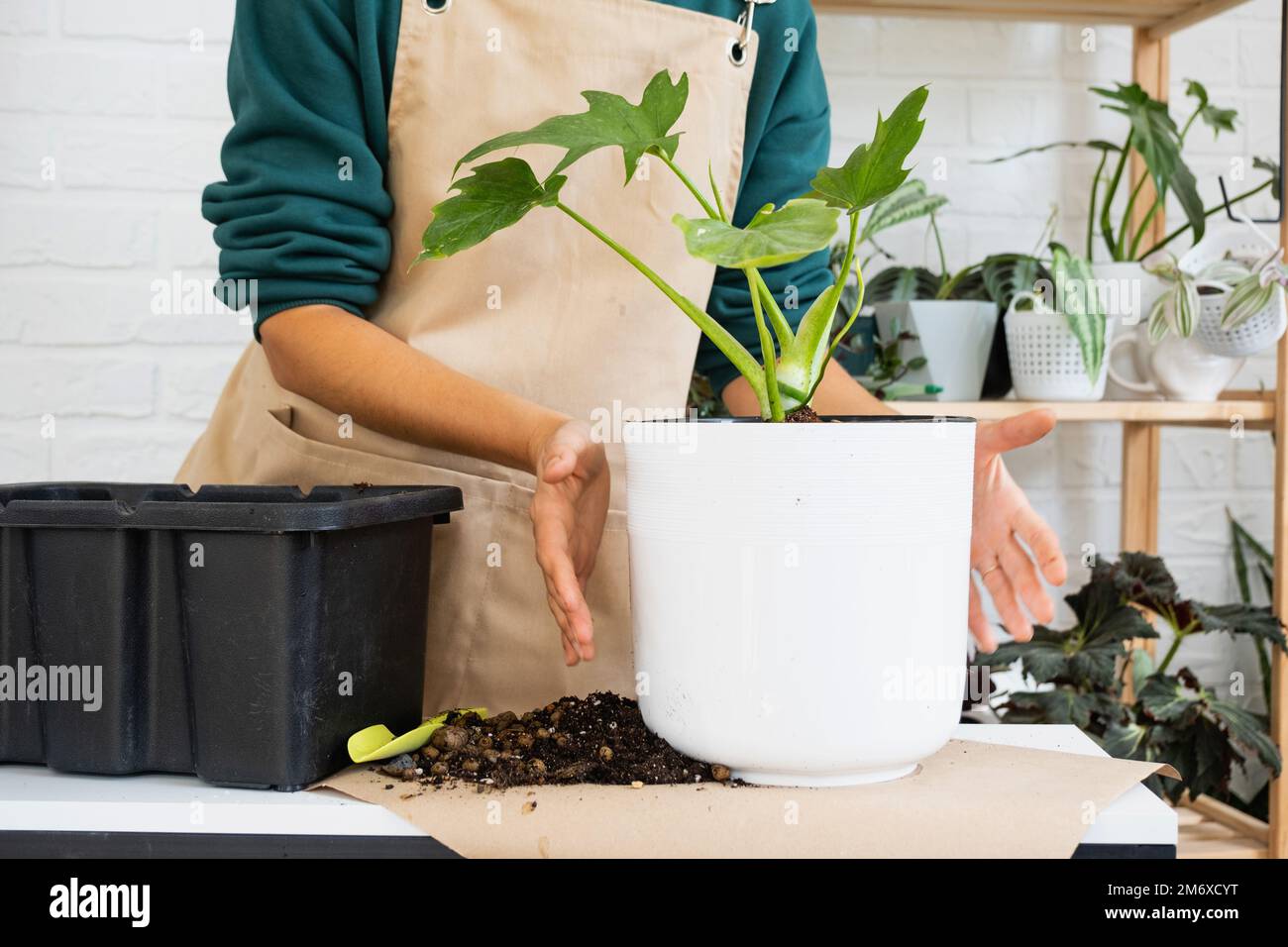 Transplanting a home plant Philodendron into a new pot. A woman plants a stalk with roots in a new soil. Caring and reproduction Stock Photo