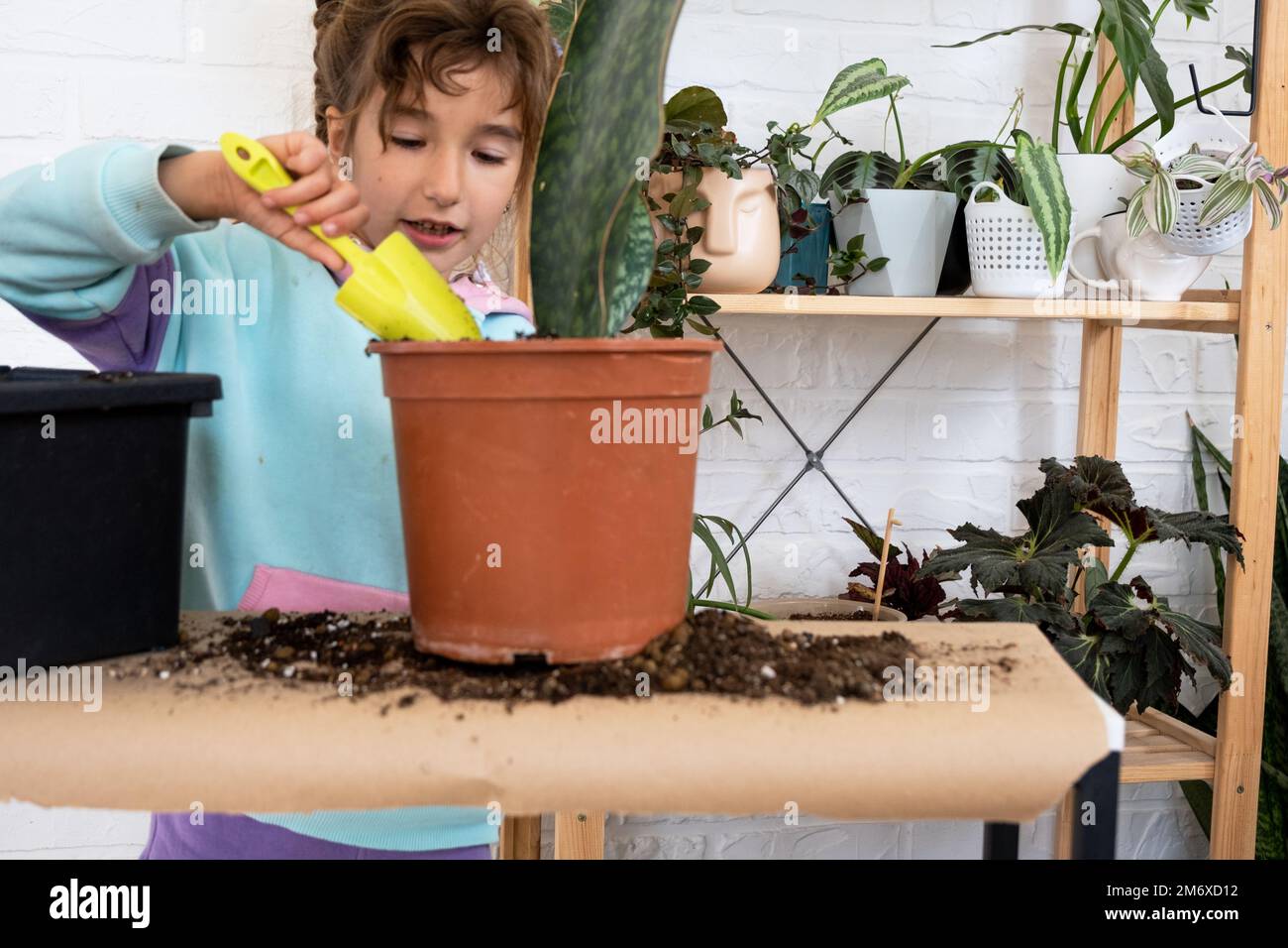 The girl happily takes care of home plants, transplants them into a new soil and pot, embraces the succulent sansivieria, epiphy Stock Photo