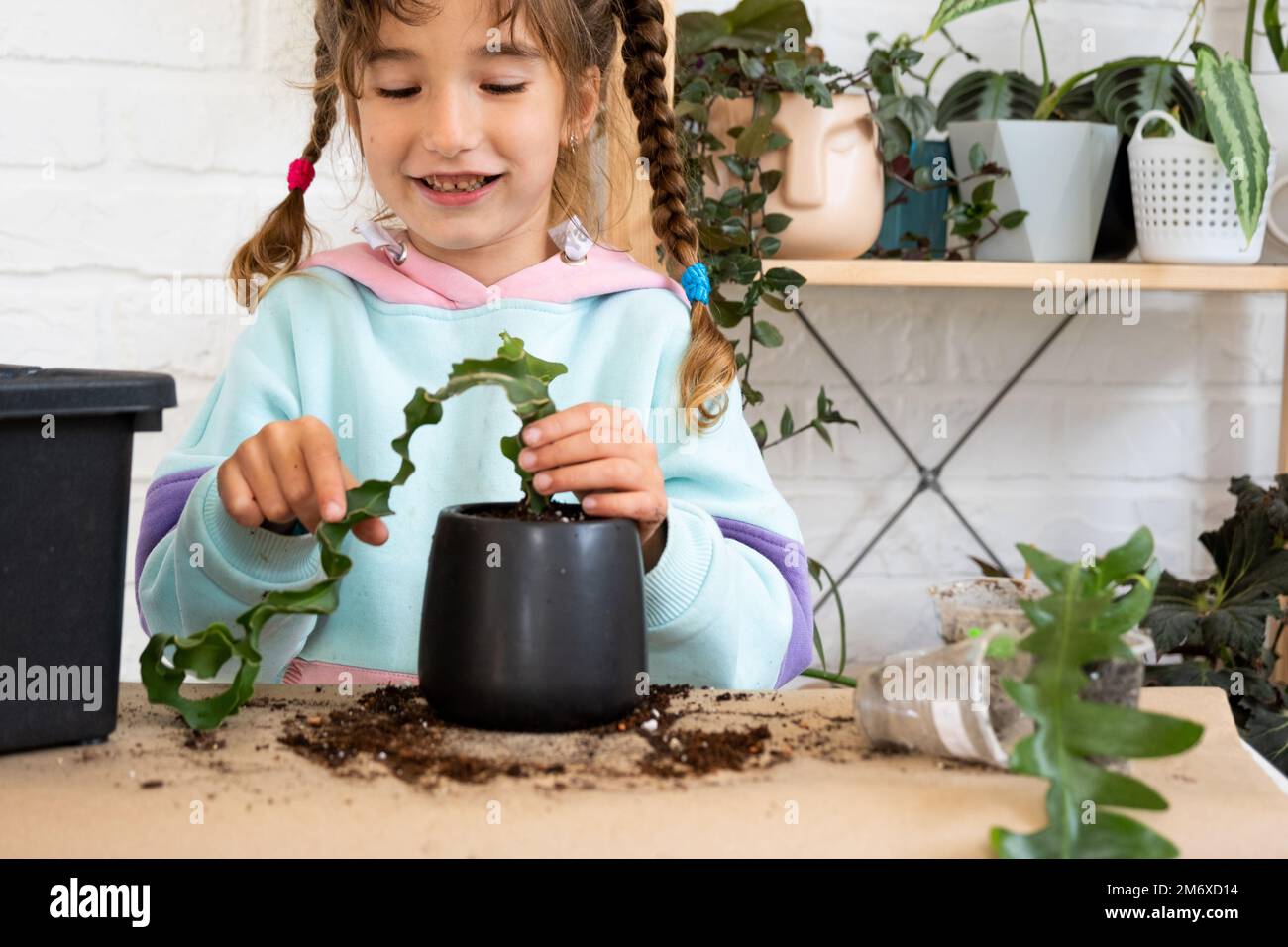 The girl happily takes care of home plants, transplants them into a new soil and pot, embraces the succulent sansivieria, epiphy Stock Photo