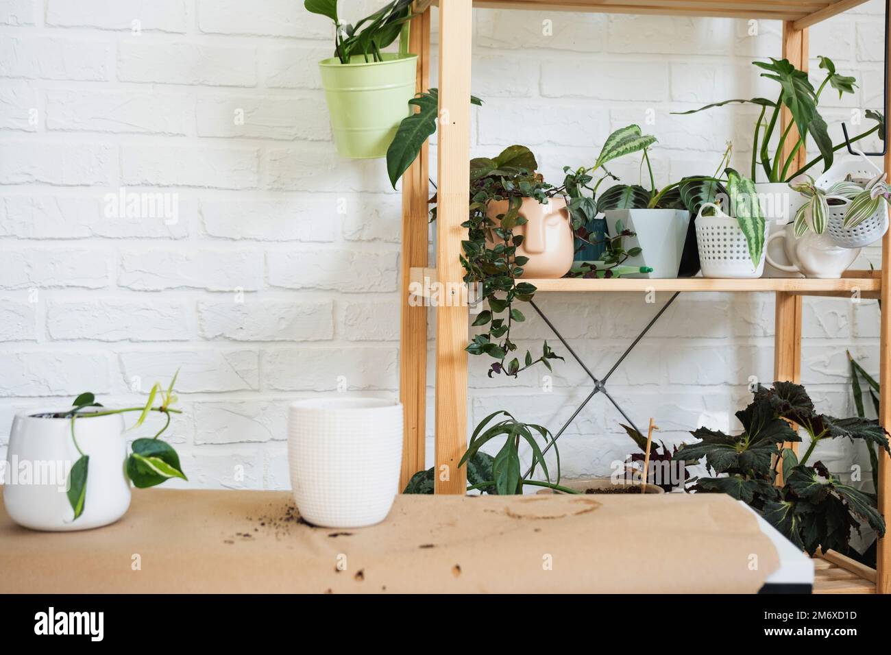 Transplanting a home plant Philodendron scandens Brazil into a pot with a face. A woman plants a stalk with roots in a new soil. Stock Photo