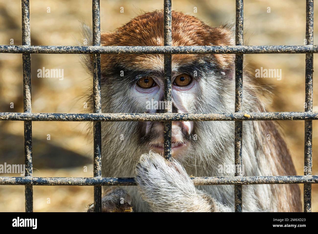 Wild animals. Monkey with a sad look sits behind a metal lattice Stock Photo