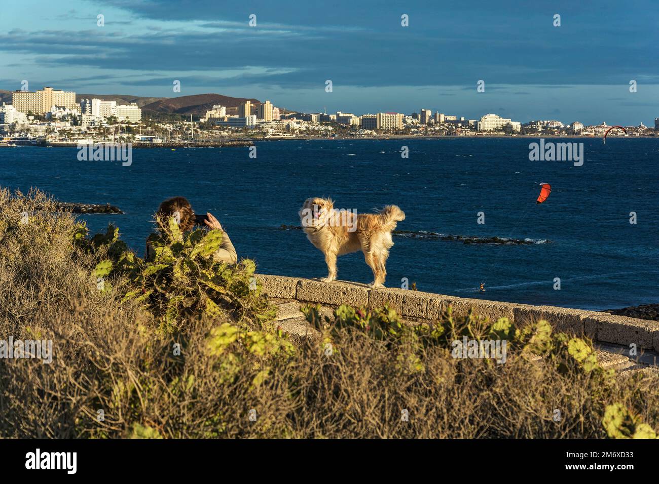 Dog in the rays of the setting against the background of the sea landscape Stock Photo