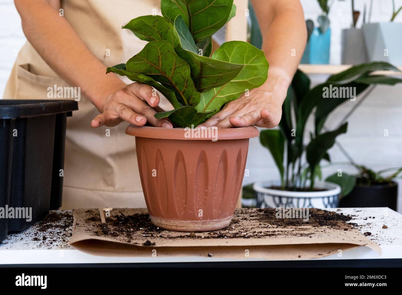 Transplanting a home plant Ficus lyrata into a new pot. A woman plants in a new soil. Caring and reproduction for a potted plant Stock Photo