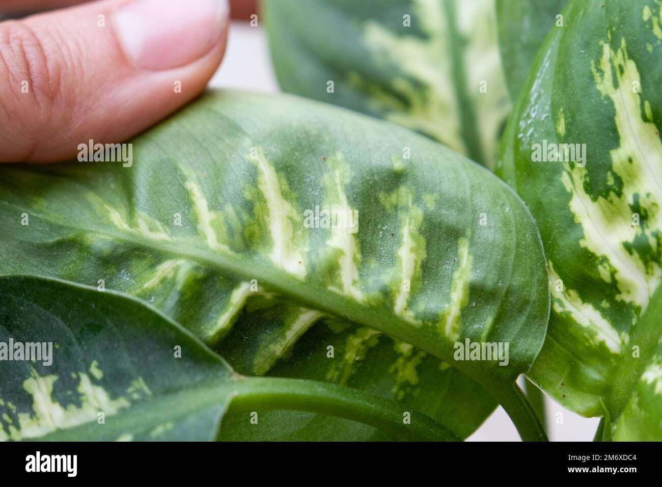 Leaves home plant affected by a spider mite, small insects, Problems in the cultivation of domestic plants. Plant treatment and Stock Photo