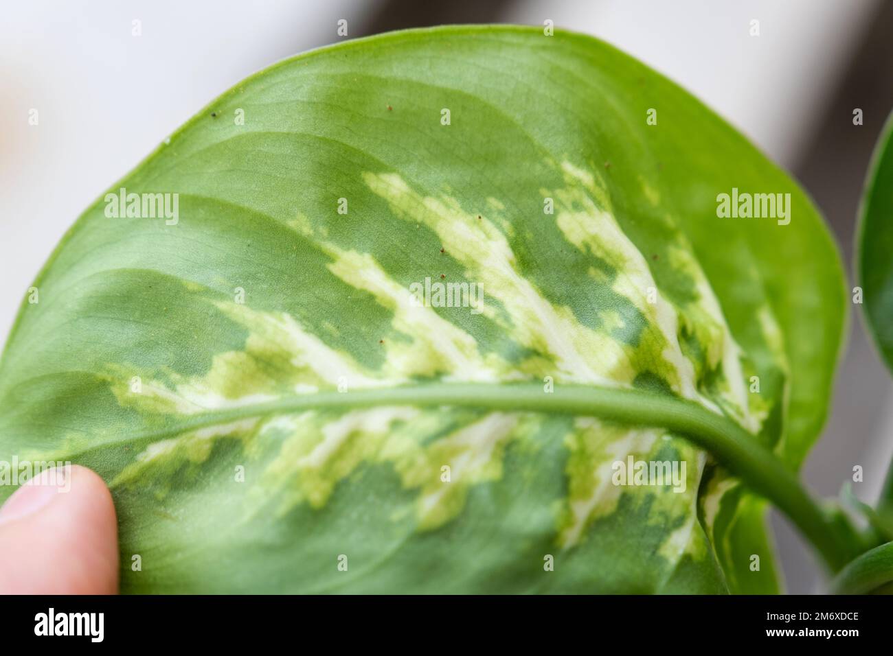 Leaves home plant affected by a spider mite, small insects, Problems in the cultivation of domestic plants. Plant treatment and Stock Photo