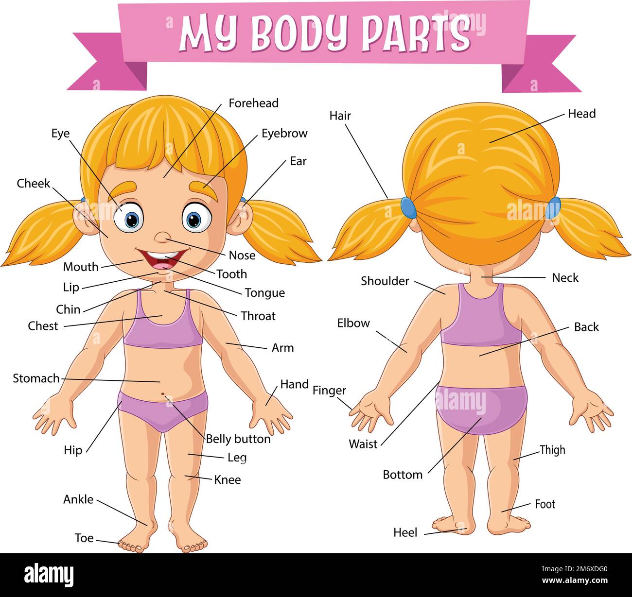 Vocabulary Of Girl Body Parts Stock Vector Image Art Alamy female-body-types-ebylife-personal-training