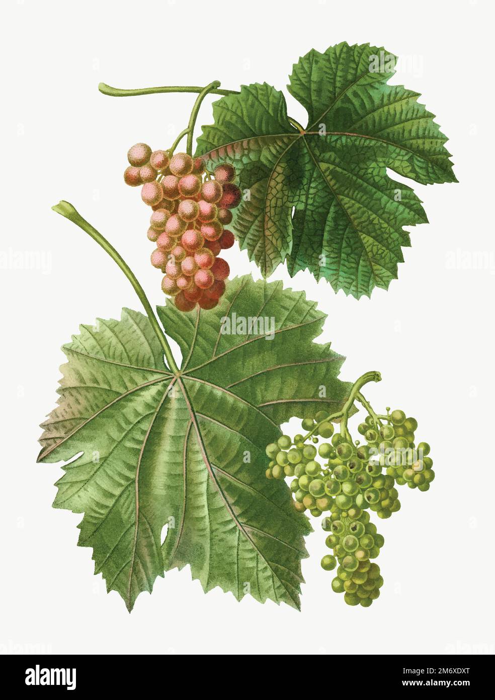 Vintage grape vine branch vector Stock Vector Image & Art Alamy