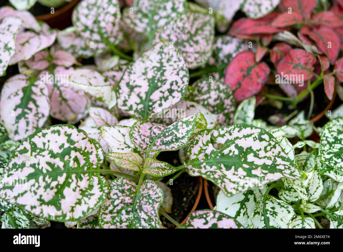 The assortment of home plants pilea on the shelf of the flower shop. Watermelon pilea, Pilea cadierei, a variety of colorful lea Stock Photo