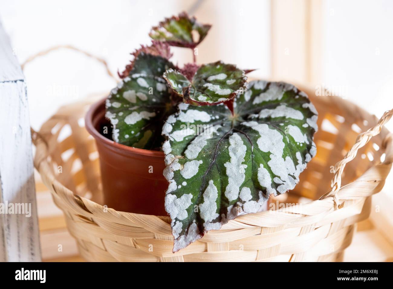 Home potted plant begonia decorative deciduous in the interior of the house. Hobbies in growing, caring for plants, greenhome, g Stock Photo