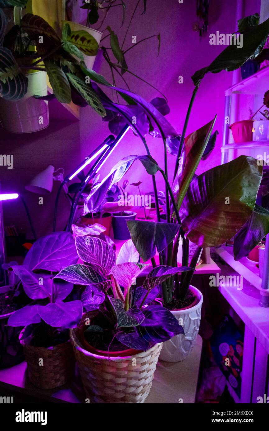 Growing indoor plants with artificial lighting with an ultraviolet lamp