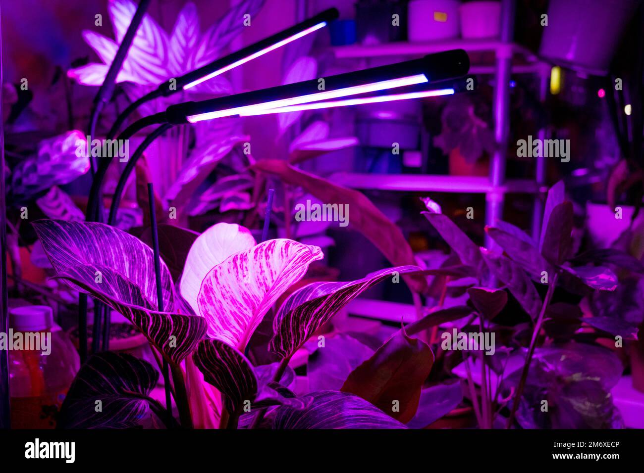 Growing indoor plants with artificial lighting with an ultraviolet lamp