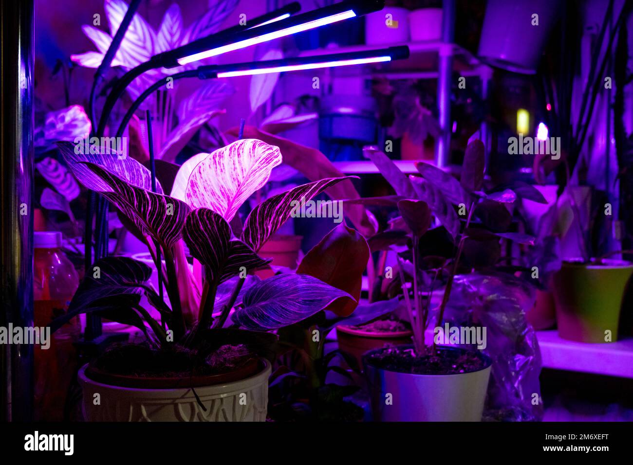 Growing indoor plants with artificial lighting with an ultraviolet lamp
