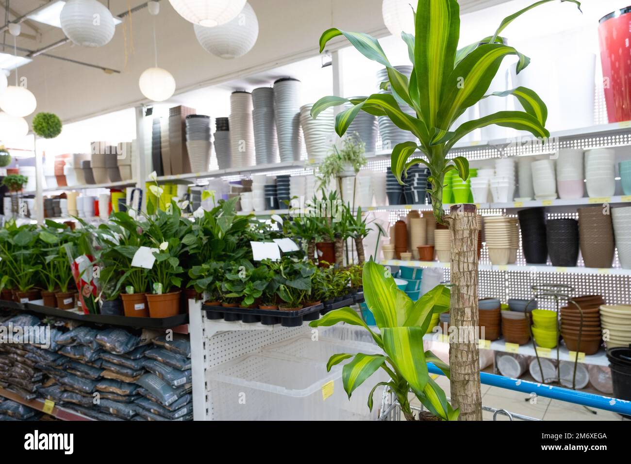 Potted plants in a flower shop cart - purchase of home plants for cultivation and care, as a gift Stock Photo