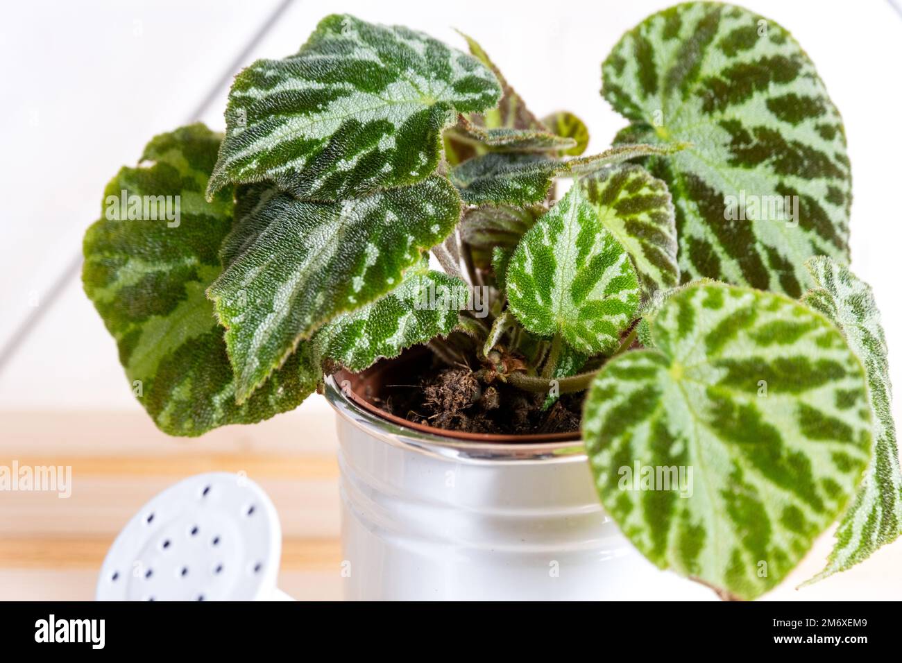 Home potted plant begonia decorative deciduous in the interior of the house. Hobbies in growing, caring for plants, greenhome, g Stock Photo