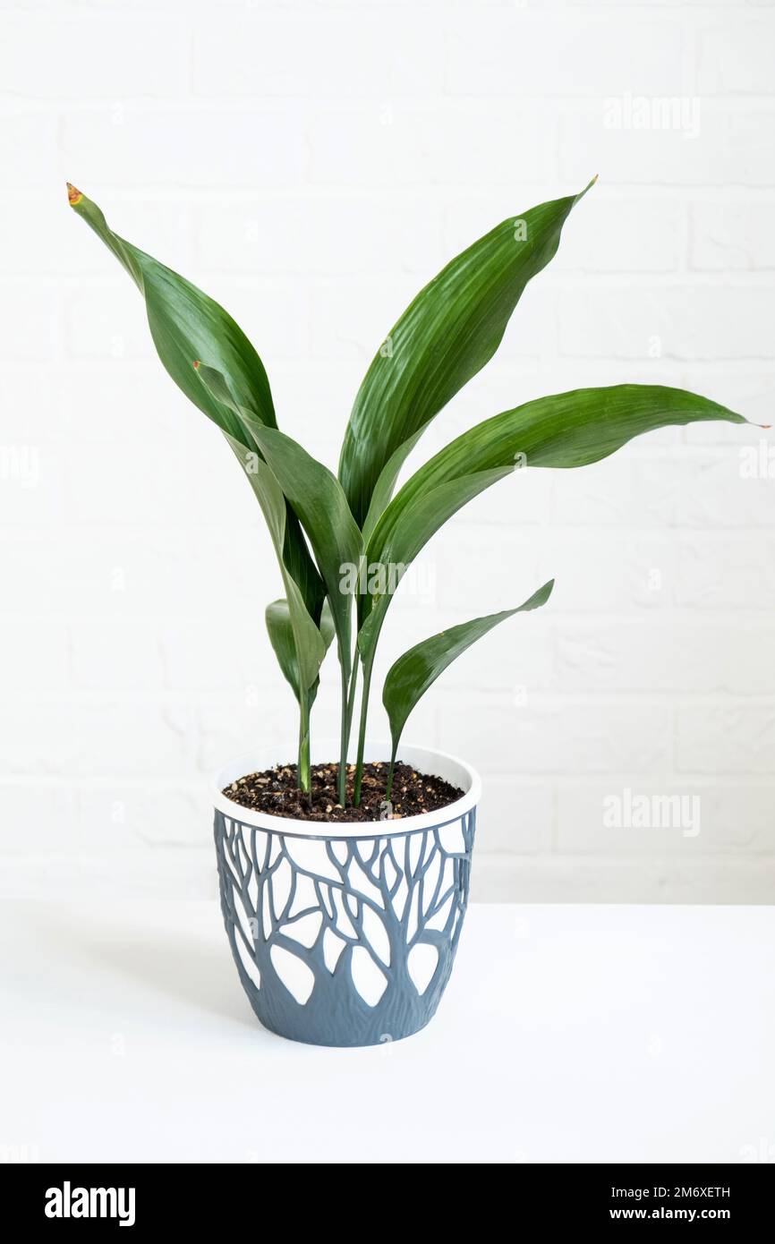 A new sprout of aspidistra close-up. A houseplant with stiff leaves and growing out of the ground. Stock Photo