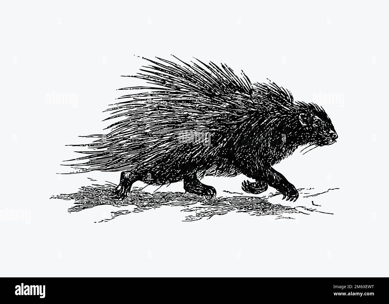 Hedgehog from Portuguese Expedition to Muatianvua Ethnographia and Traditional History of the People of Lunda... Edition Illustrated by H. Casanova (1 Stock Vector