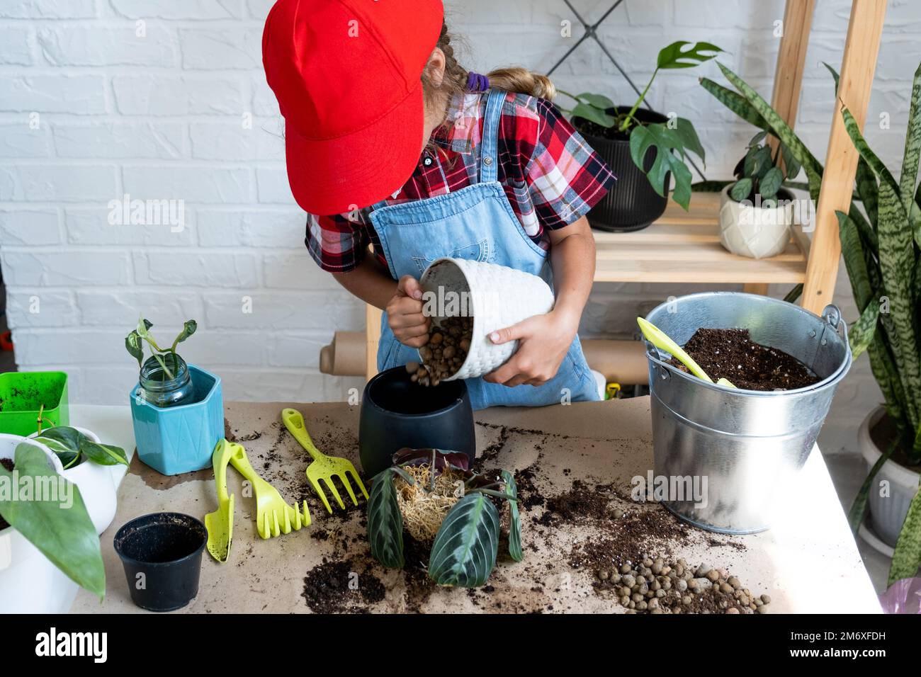 Girl replant a potted houseplant Maranta into a new soil with drainage. A rare variety Marantaceae leuconeura Massangeana Potted Stock Photo