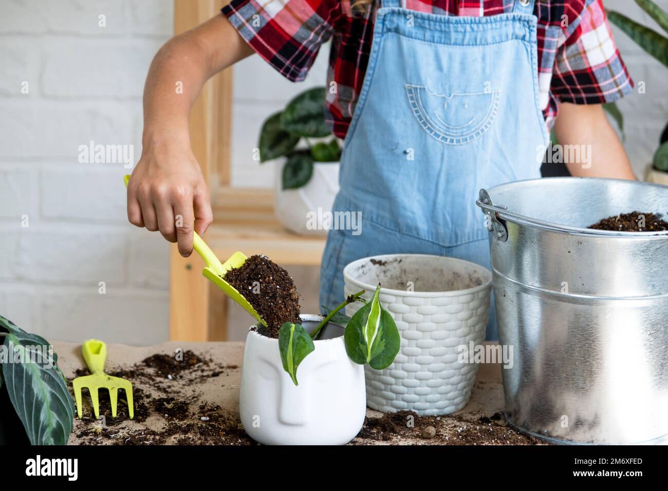 Girl transplants a potted houseplant philodendron into a new soil with