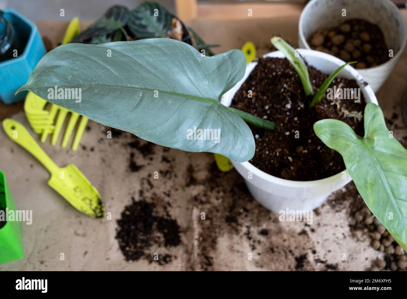 Transplanting a home plant into a new pot. Replanting philodendron, exotic plants, Caring and reproduction for a potted plant, h Stock Photo