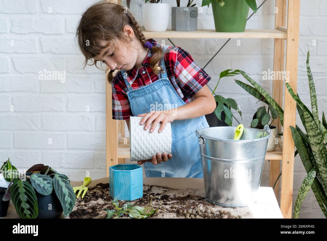 Girl transplants a potted houseplant philodendron into a new soil with drainage. Potted plant care, watering, fertilizing, hand Stock Photo