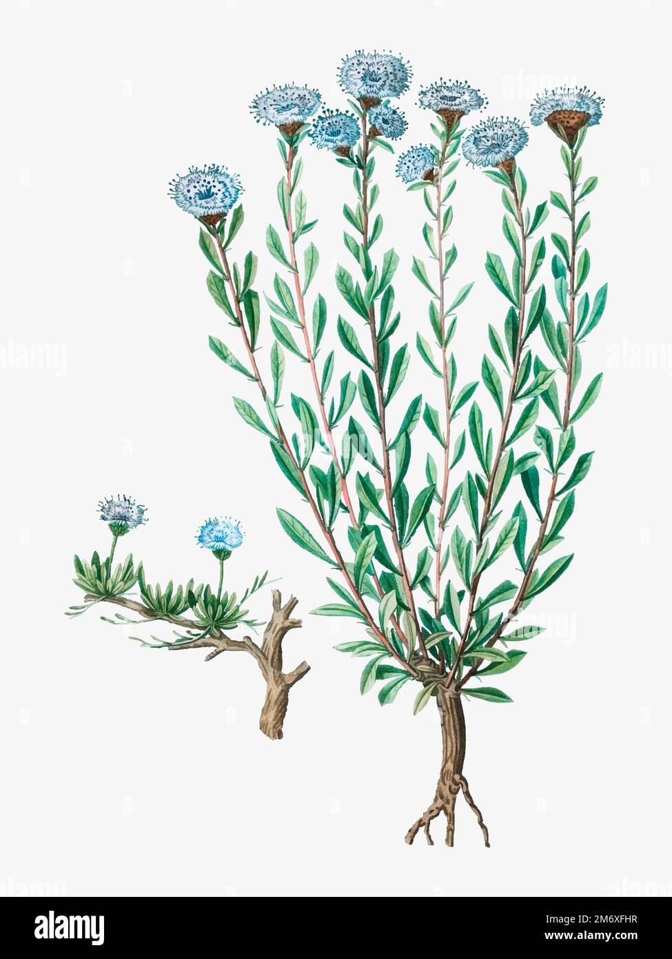 Vintage globe daisies flowering plant vector Stock Vector Image & Art