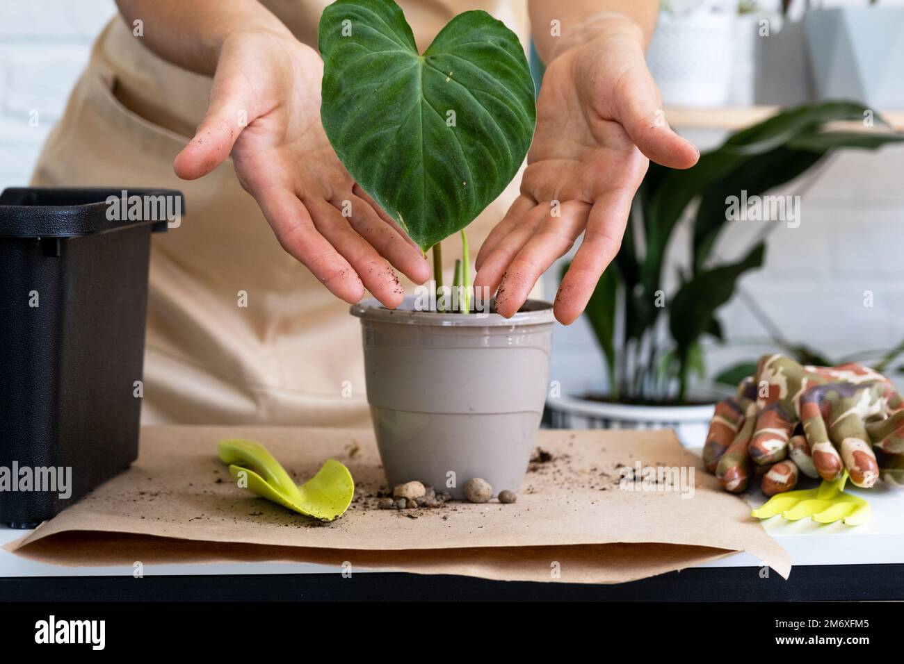 Transplanting a home plant Philodendron verrucosum into a pot. A woman plants a stalk with roots in a new soil. Caring for a pot Stock Photo