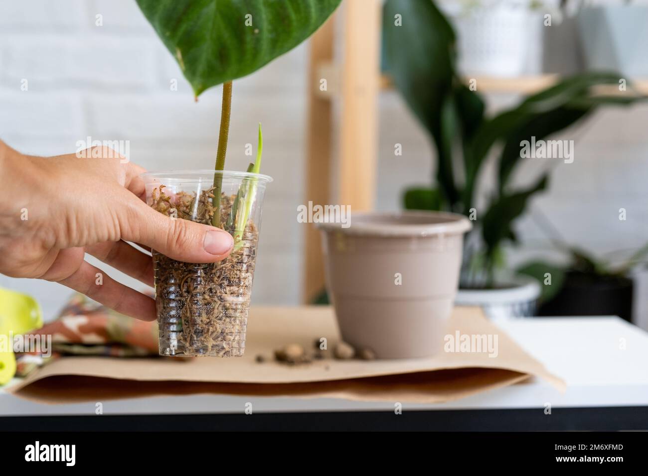Reproduction and transplanting a home plant Philodendron verrucosum into a pot. A woman plants a stalk with roots in a new soil, Stock Photo