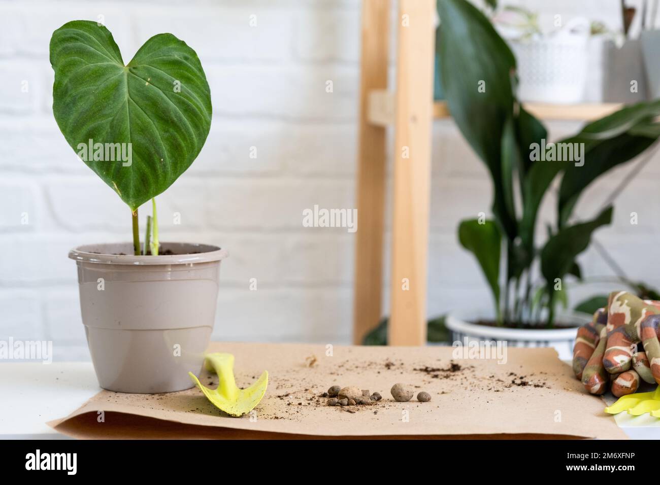 Transplanting a home plant Philodendron verrucosum into a pot. A woman plants a stalk with roots in a new soil. Caring for a pot Stock Photo